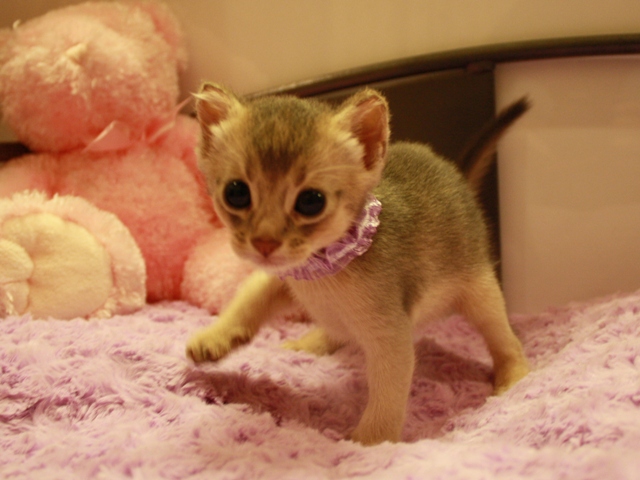 アビシニアンの子猫