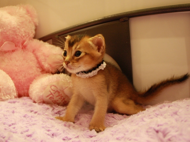アビシニアンの子猫