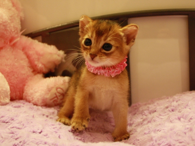 アビシニアンの子猫