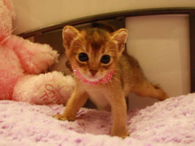 アビシニアンの子猫