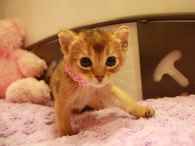 アビシニアンの子猫