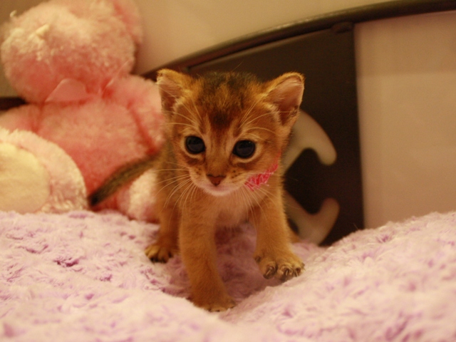 アビシニアンの子猫