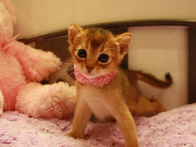 アビシニアンの子猫