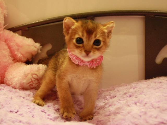 アビシニアンの子猫