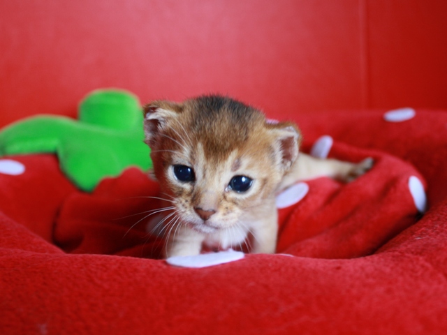 アビシニアンの子猫