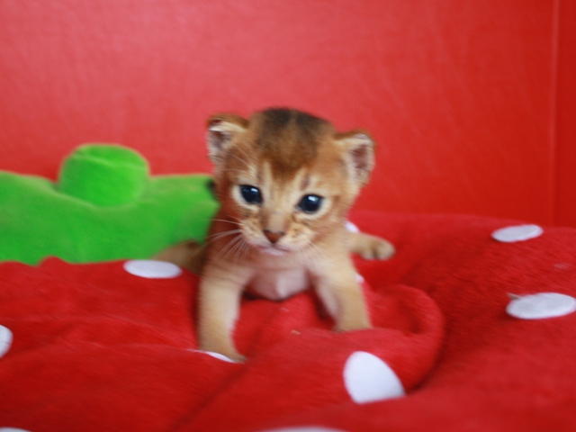アビシニアンの子猫