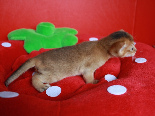 アビシニアンの子猫