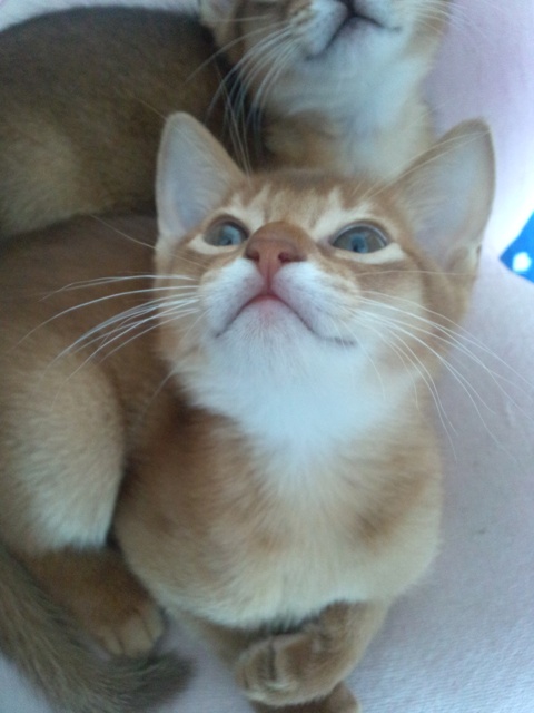 アビシニアンの子猫画像