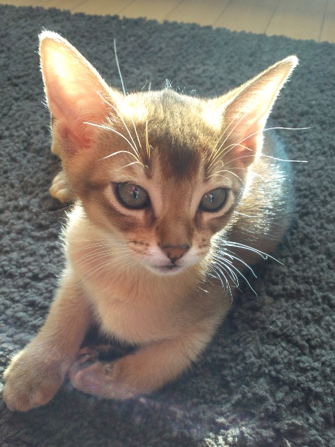 アビシニアンの子猫画像