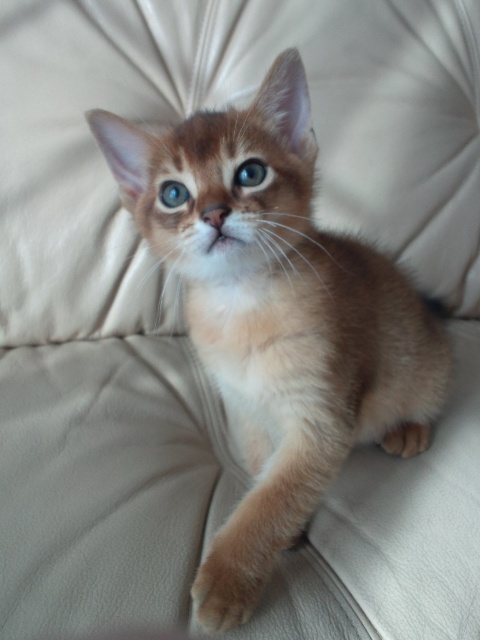 アビシニアンの子猫画像