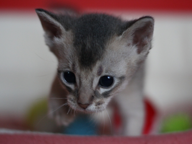 アビシニアンの子猫画像