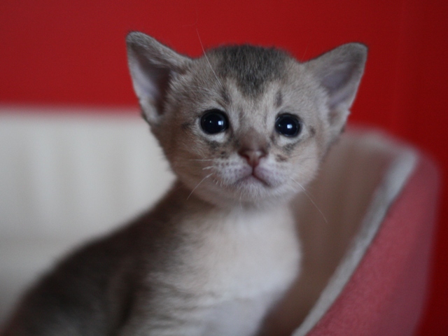 アビシニアンの子猫画像
