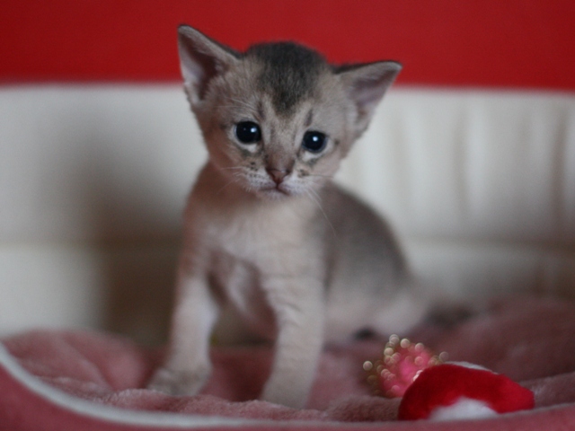 アビシニアンの子猫画像
