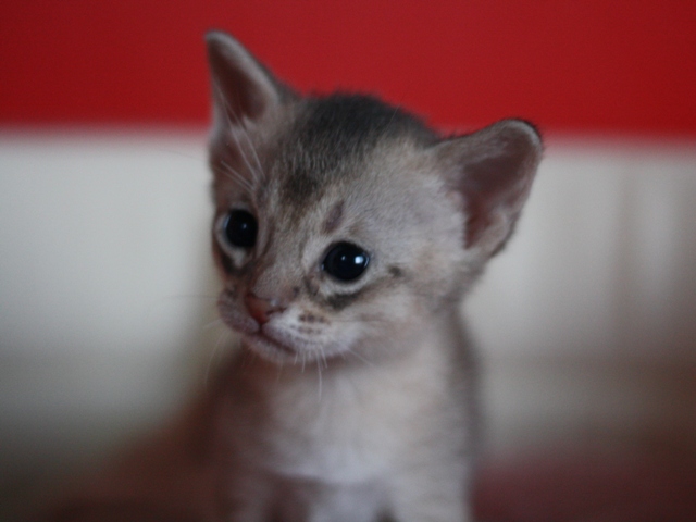 アビシニアンの子猫画像
