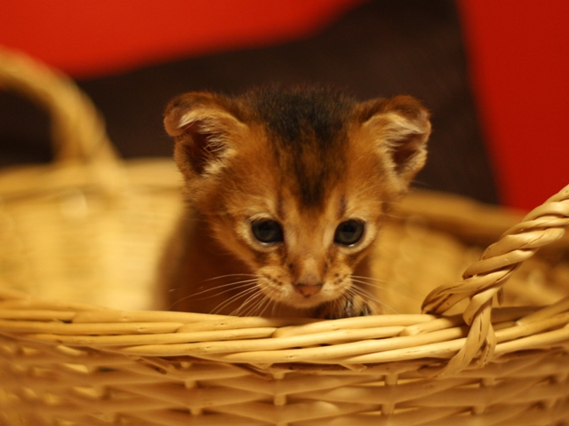 アビシニアンの子猫画像