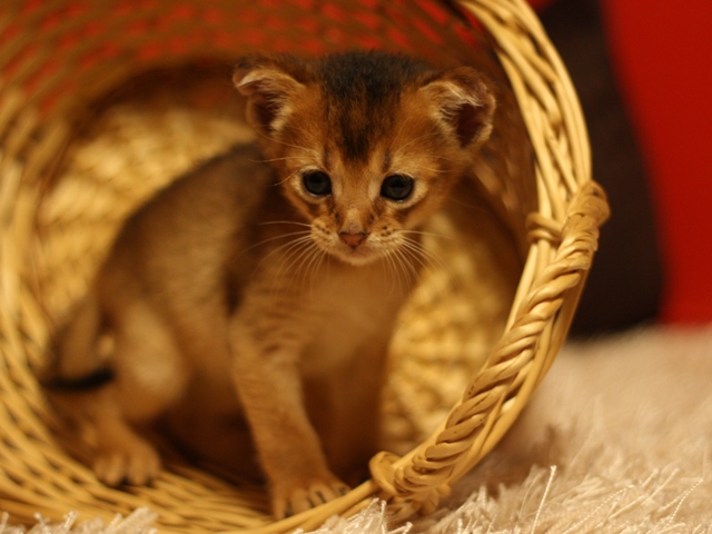 アビシニアンの子猫画像
