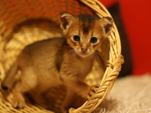 アビシニアンの子猫画像