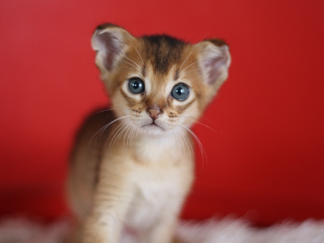 アビシニアンの子猫画像