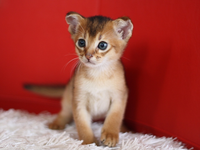 アビシニアンの子猫画像