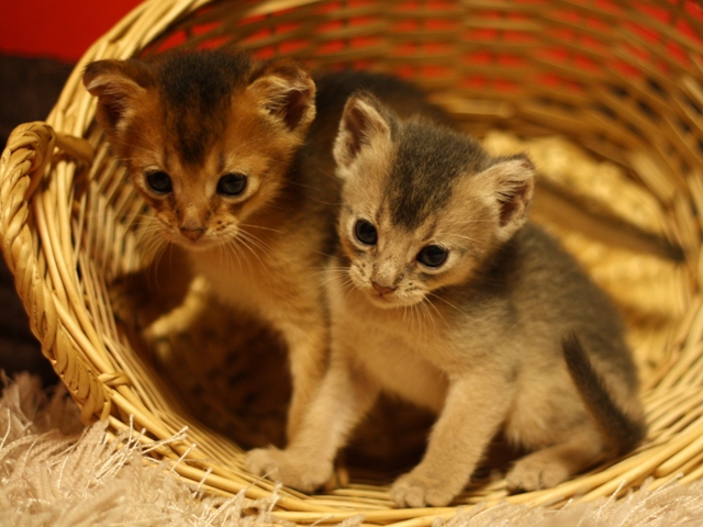 アビシニアンの子猫画像