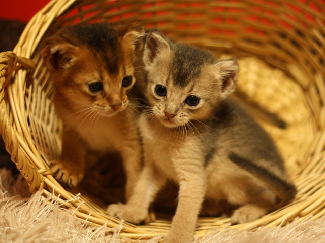 アビシニアンの子猫画像
