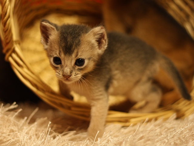 アビシニアンの子猫画像