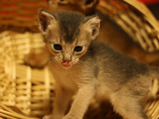 アビシニアンの子猫画像
