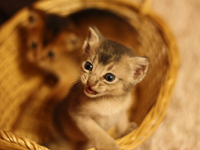 アビシニアンの子猫画像