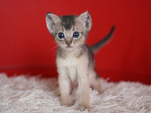 アビシニアンの子猫画像