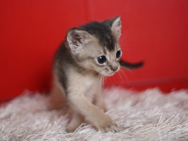 アビシニアンの子猫画像