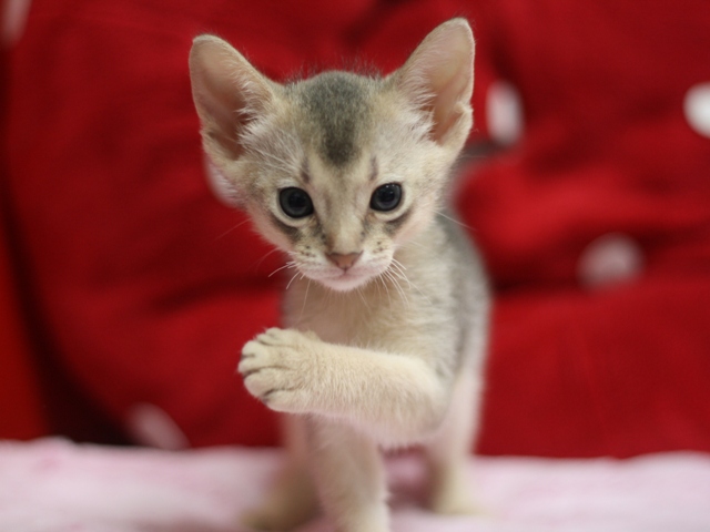 アビシニアンの子猫画像