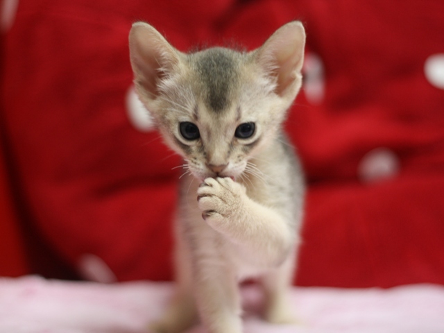 アビシニアンの子猫画像