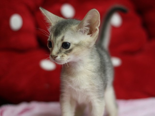 アビシニアンの子猫画像