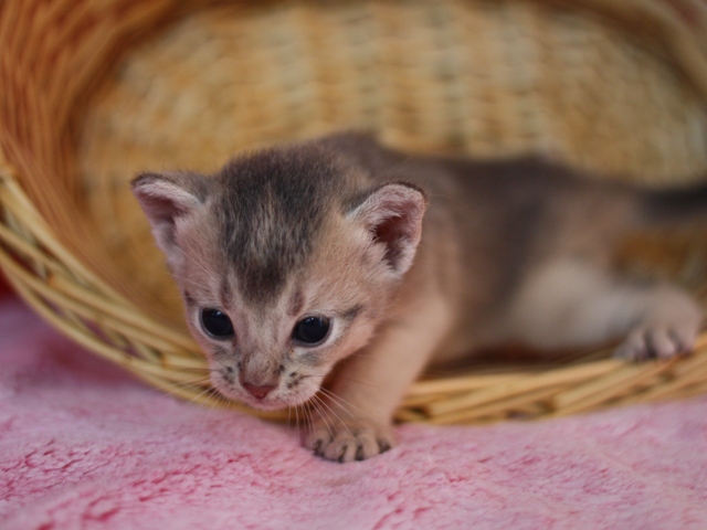 アビシニアンの子猫画像