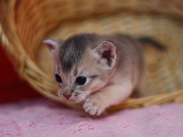 アビシニアンの子猫画像