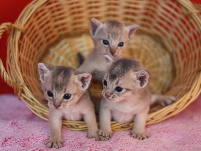 アビシニアンの子猫画像