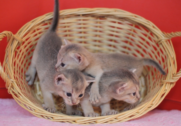 アビシニアンの子猫画像