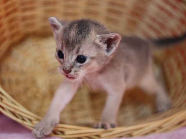 アビシニアンの子猫画像