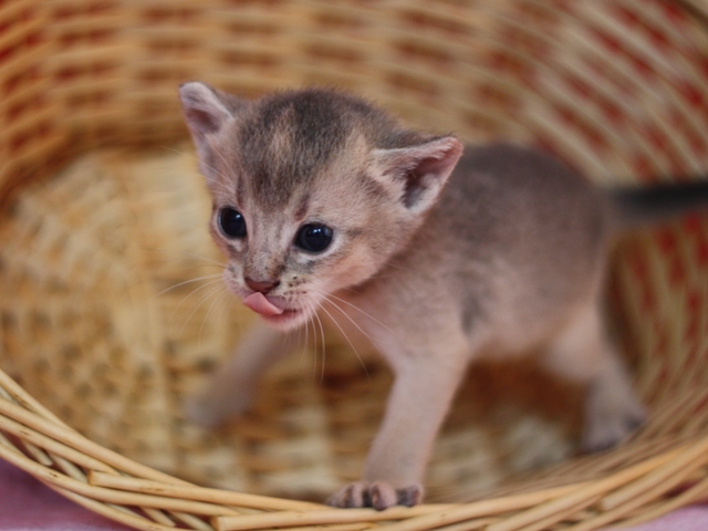 アビシニアンの子猫画像
