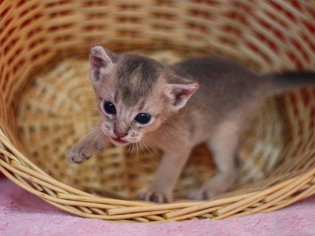 アビシニアンの子猫画像