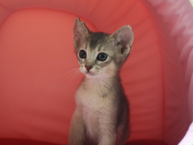 アビシニアンの子猫画像