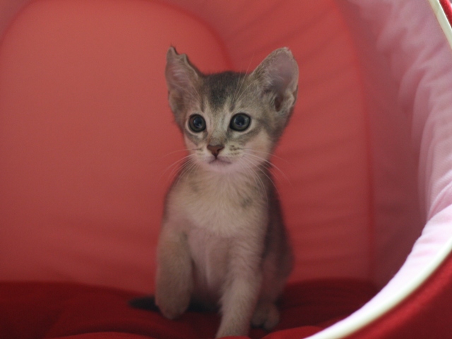 アビシニアンの子猫画像