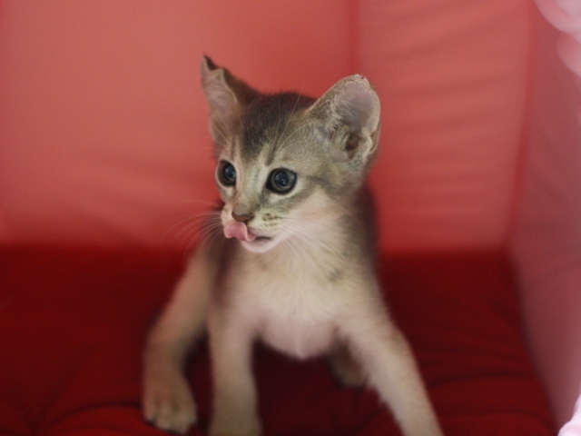 アビシニアンの子猫画像