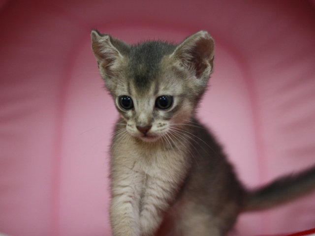アビシニアンの子猫画像