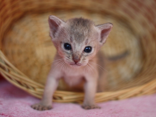 アビシニアンの子猫画像