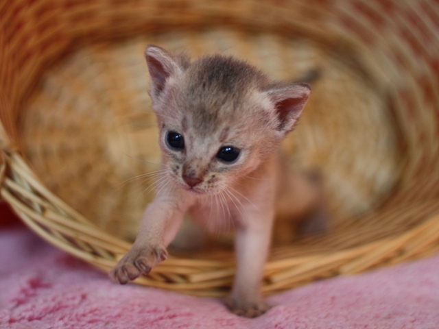 アビシニアンの子猫画像