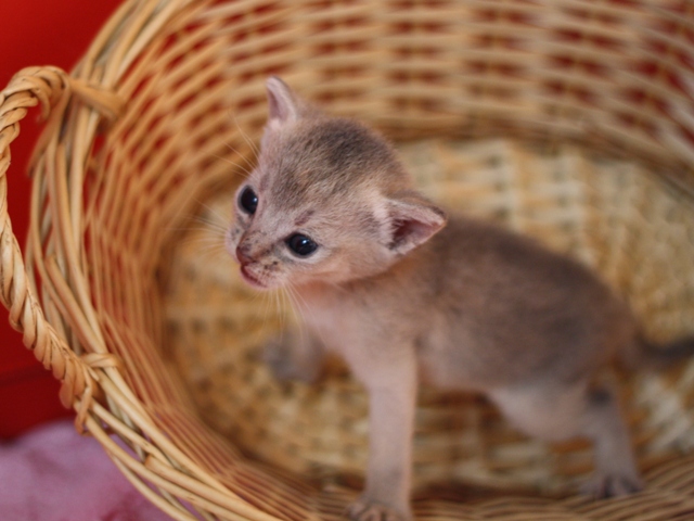 アビシニアンの子猫画像