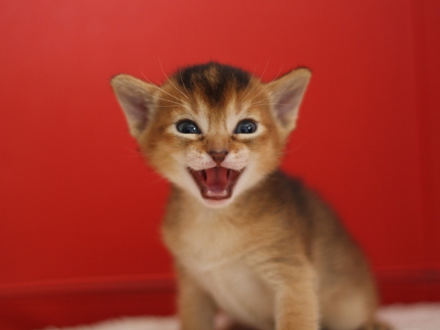 アビシニアンの子猫画像