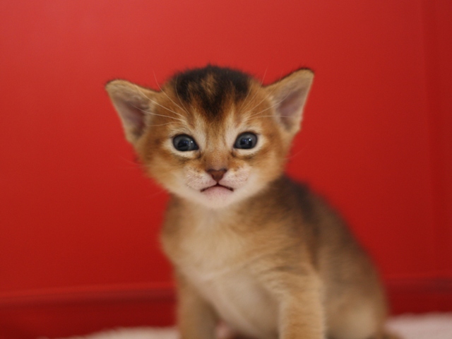 アビシニアンの子猫画像