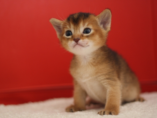 アビシニアンの子猫画像